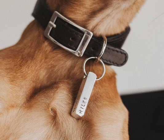 Why Dog ID Tags Are a Must for Every UK Pet Owner